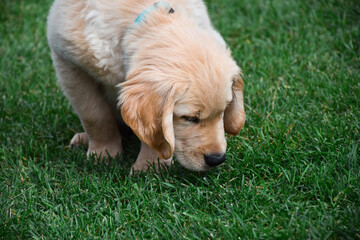 Cute little golden retriever puppy sniffing green grass - obrazy, fototapety, plakaty