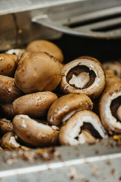 Mushrooms in a food factory