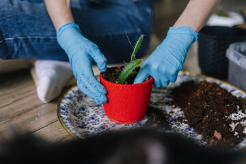 Person using plant propagation technique to grow succulent