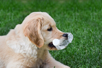 Labrador retriever puppy lying on green grass holding plastic bottle in his mouth