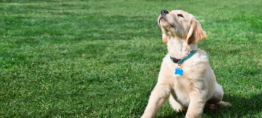 Portrait of golden retriever puppy sitting on grass web banner