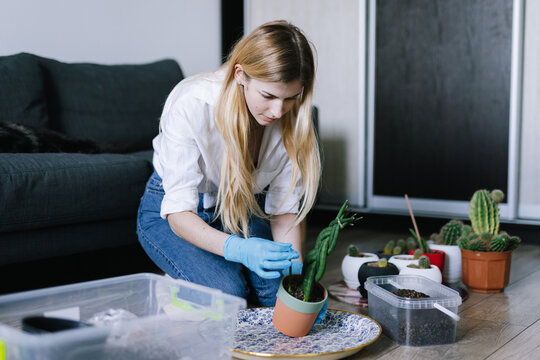 Woman enjoying her hobby and growing succulents at home 