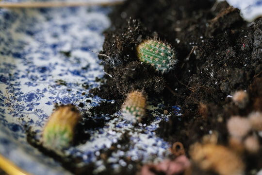 Parts of succulents after process of replanting 
