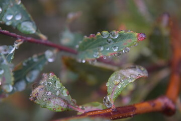 Water drops on leaves