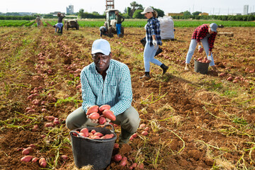 African american man harvesting organic potatoes in a black buckets at a farm field