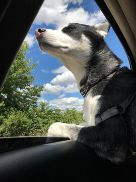A husky sticks his head out a window of a car during a roadtrip
