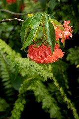 Orange Flowers  on a Tree with Green Leaves.