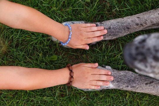 Crop girl touching paws of dog