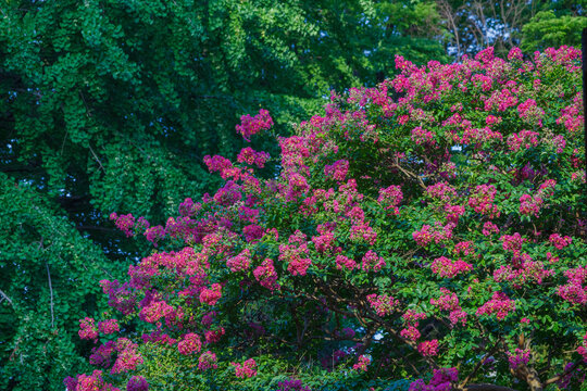 百日紅images Browse 1 514 Stock Photos Vectors And Video Adobe Stock