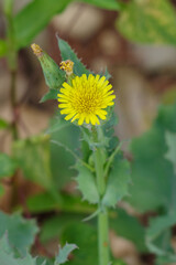 ハルノノシゲの黄色い花