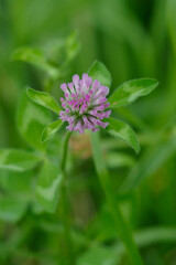 Obraz premium レッドクローバーやムラサキツメクサともいう