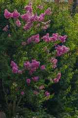 ピンクのサルスベリの花が朝日に当たる