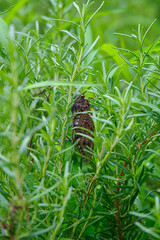 羽化した後のセミが草の中で身を潜めている