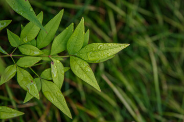 しずくがついた南天の葉っぱ