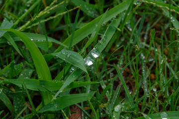 葉っぱにしずくが付いている