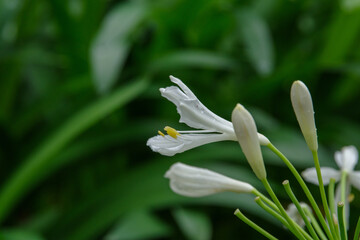 白いアガパンサスの花が雨に濡れている
