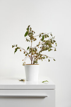 Withered ficus houseplant