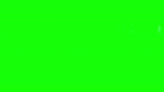4K small dachshund on green screen isolated with chroma key, real shot. Dog slowly walks across the frame from left to right and from right to left