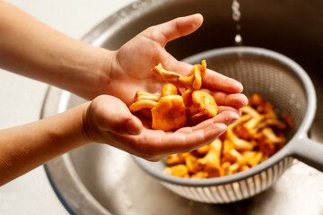 chanterelle mushrooms in female hands close-up. Home cooking food.