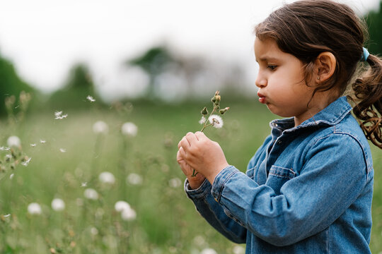 Cute child blowing off seeds from flower
