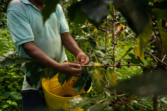harvesting coffee