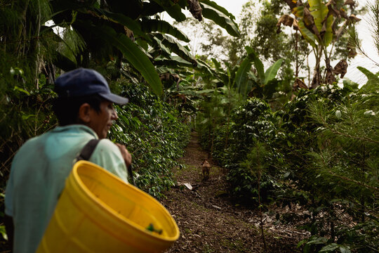 coffee farmer