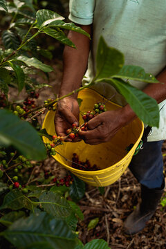 harvesting coffee