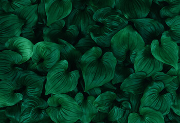 Dark toned green leaves texture