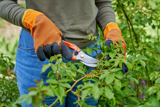 Gardener with secateurs