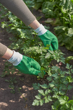 Gardener harvesting parsley