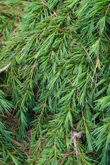 Naklejka na ściany i meble The Deodar Cedar is a fine textured evergreen tree that makes a good substitute for white pine.