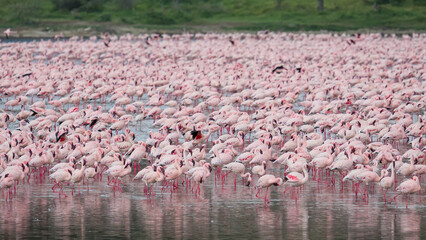 Naklejka premium Scenery view of Flamingo flock standing in water of Lake Nakuru at Lake Nakuru National Park Kenya