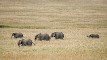 herd of african elephants walking together in savanna grassland at Masai Mara National Reserve Kenya