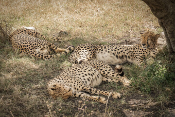 group of cheetah resting together under tree at Masai Mara National Reserve Kenya