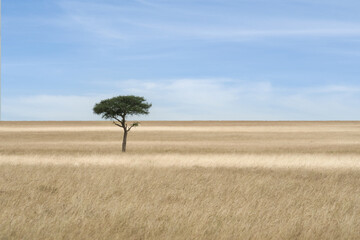 savanna grassland ecology with lone tree at Masai Mara National Reserve Kenya