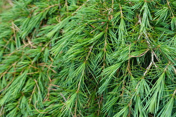Cedrus deodara is an evergreen Tree growing to 33 m by 10 m at a medium rate.