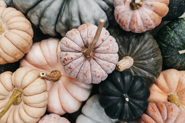 Fall assortment of pumpkins