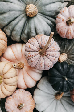 Fall assortment of pumpkins