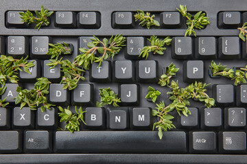 Plants growing out of computer keyboard