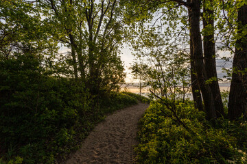 Obraz premium A view on the forest in the evening