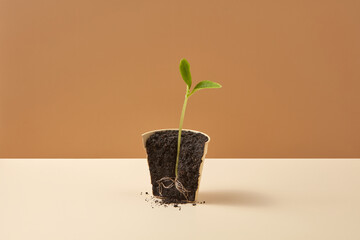 Sprouted plant in pot