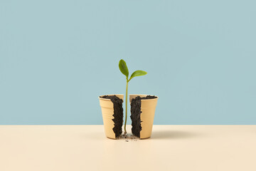 Sprout in middle of a pot