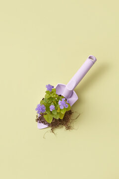 Trowel with agapantus plant