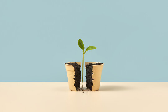 Sprout in middle of a pot