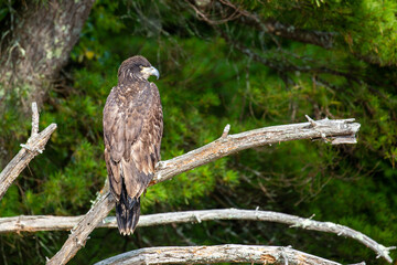 About a four month old juvenile bald eagle (Haliaeetus leucocephalus) perched on a branch