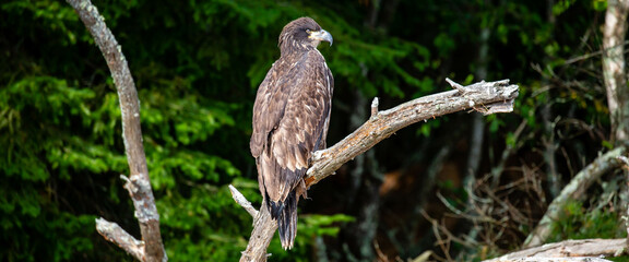 About a four month old juvenile bald eagle (Haliaeetus leucocephalus) perched on a branch