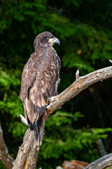 About a four month old juvenile bald eagle (Haliaeetus leucocephalus) perched on a branch