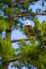 Adult bald eagle (Haliaeetus leucocephalus) perched on a pine branch