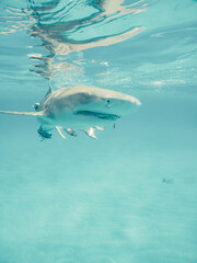 Fototapeta premium Lemon shark in the Bahamas