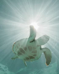Foto op Plexiglas Sea turtles swimming in the bahamas © ishootforthegram